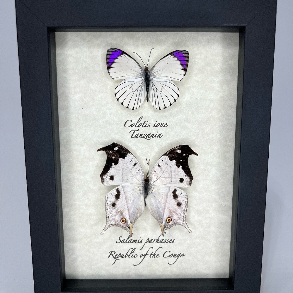 COPY - Framed butterflies 5x7 museum style